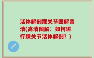 活体解剖踝关节图解高清(高清图解：如何进行踝关节活体解剖？)
