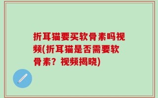 折耳猫要买软骨素吗视频(折耳猫是否需要软骨素？视频揭晓)