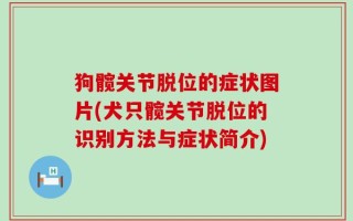狗髋关节脱位的症状图片(犬只髋关节脱位的识别方法与症状简介)