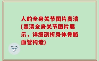 人的全身关节图片高清(高清全身关节图片展示，详细剖析身体骨骼血管构造)