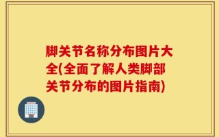 脚关节名称分布图片大全(全面了解人类脚部关节分布的图片指南)