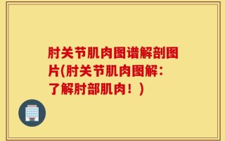 肘关节肌肉图谱解剖图片(肘关节肌肉图解：了解肘部肌肉！)