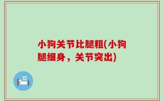 小狗关节比腿粗(小狗腿细身，关节突出)