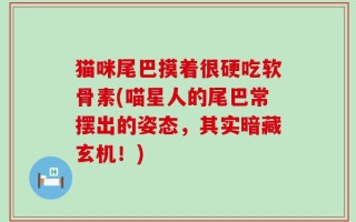 猫咪尾巴摸着很硬吃软骨素(喵星人的尾巴常摆出的姿态，其实暗藏玄机！)
