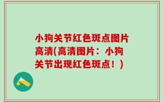 小狗关节红色斑点图片高清(高清图片：小狗关节出现红色斑点！)