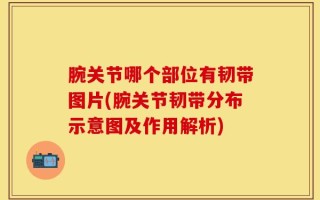 腕关节哪个部位有韧带图片(腕关节韧带分布示意图及作用解析)