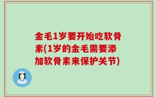 金毛1岁要开始吃软骨素(1岁的金毛需要添加软骨素来保护关节)