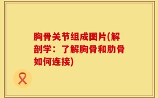 胸骨关节组成图片(解剖学：了解胸骨和肋骨如何连接)