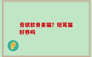 膏状软骨素猫？短耳猫好养吗
