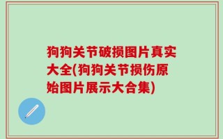 狗狗关节破损图片真实大全(狗狗关节损伤原始图片展示大合集)