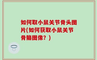 如何取小鼠关节骨头图片(如何获取小鼠关节骨骼图像？)
