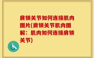 肩锁关节如何连接肌肉图片(肩锁关节肌肉图解：肌肉如何连接肩锁关节)