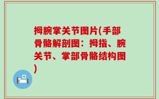 拇腕掌关节图片(手部骨骼解剖图：拇指、腕关节、掌部骨骼结构图)
