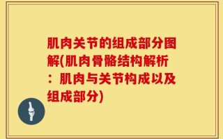 肌肉关节的组成部分图解(肌肉骨骼结构解析：肌肉与关节构成以及组成部分)