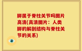 脚属于脊柱关节吗图片高清(高清图片：人类脚的解剖结构与脊柱关节的关系)