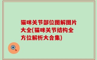 猫咪关节部位图解图片大全(猫咪关节结构全方位解析大合集)
