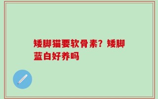 矮脚猫要软骨素？矮脚蓝白好养吗