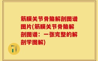 筋膜关节骨骼解剖图谱图片(筋膜关节骨骼解剖图谱：一张完整的解剖学图解)