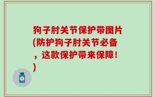 狗子肘关节保护带图片(防护狗子肘关节必备，这款保护带来保障！)