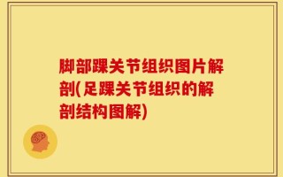 脚部踝关节组织图片解剖(足踝关节组织的解剖结构图解)