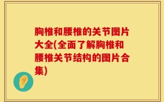 胸椎和腰椎的关节图片大全(全面了解胸椎和腰椎关节结构的图片合集)