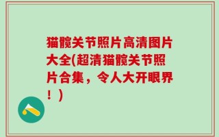 猫髋关节照片高清图片大全(超清猫髋关节照片合集，令人大开眼界！)
