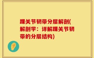 踝关节韧带分层解剖(解剖学：详解踝关节韧带的分层结构)