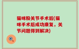 猫咪股关节手术后(猫咪手术后成功康复，关节问题得到解决)