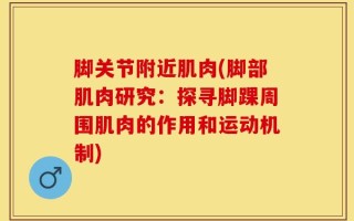 脚关节附近肌肉(脚部肌肉研究：探寻脚踝周围肌肉的作用和运动机制)