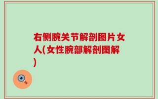 右侧腕关节解剖图片女人(女性腕部解剖图解)