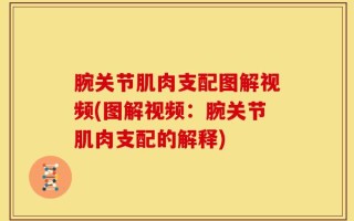 腕关节肌肉支配图解视频(图解视频：腕关节肌肉支配的解释)