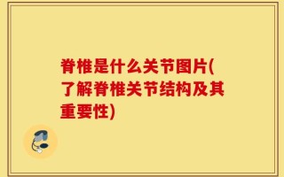 脊椎是什么关节图片(了解脊椎关节结构及其重要性)