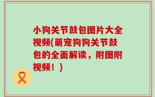 小狗关节鼓包图片大全视频(萌宠狗狗关节鼓包的全面解读，附图附视频！)