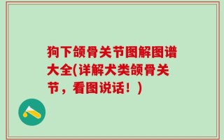 狗下颌骨关节图解图谱大全(详解犬类颌骨关节，看图说话！)