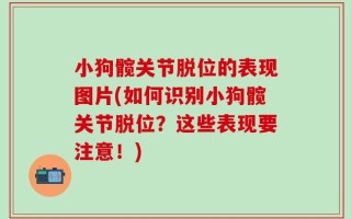 小狗髋关节脱位的表现图片(如何识别小狗髋关节脱位？这些表现要注意！)