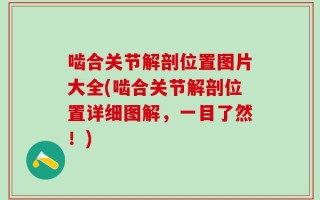 啮合关节解剖位置图片大全(啮合关节解剖位置详细图解，一目了然！)