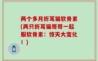 两个多月折耳猫软骨素(两只折耳猫哥哥一起服软骨素：惊天大变化！)