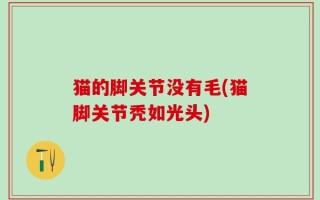 猫的脚关节没有毛(猫脚关节秃如光头)