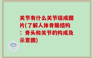 关节有什么关节组成图片(了解人体骨骼结构：骨头和关节的构成及示意图)