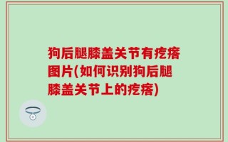 狗后腿膝盖关节有疙瘩图片(如何识别狗后腿膝盖关节上的疙瘩)