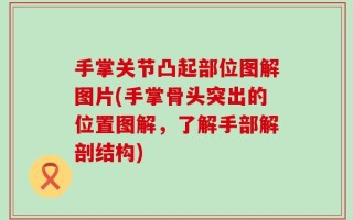 手掌关节凸起部位图解图片(手掌骨头突出的位置图解，了解手部解剖结构)