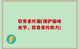 软骨素片猫(保护猫咪关节，软骨素片助力)