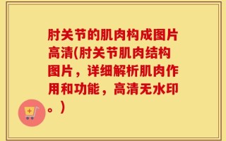 肘关节的肌肉构成图片高清(肘关节肌肉结构图片，详细解析肌肉作用和功能，高清无水印。)