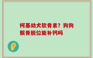 柯基幼犬软骨素？狗狗髌骨脱位能补钙吗