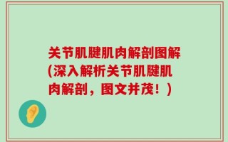 关节肌腱肌肉解剖图解(深入解析关节肌腱肌肉解剖，图文并茂！)