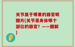 关节属于哪里的器官呢图片(关节是身体哪个部位的器官？——图解)