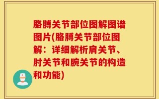 胳膊关节部位图解图谱图片(胳膊关节部位图解：详细解析肩关节、肘关节和腕关节的构造和功能)