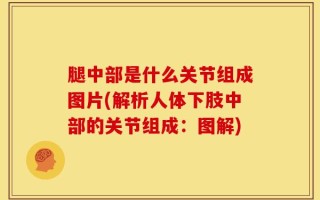 腿中部是什么关节组成图片(解析人体下肢中部的关节组成：图解)