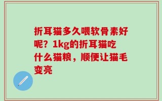 折耳猫多久喂软骨素好呢？1kg的折耳猫吃什么猫粮，顺便让猫毛变亮