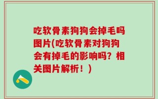 吃软骨素狗狗会掉毛吗图片(吃软骨素对狗狗会有掉毛的影响吗？相关图片解析！)